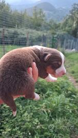 Cucciolo femmina e maschio australian shepherd