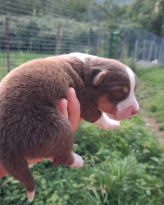 Cucciolo femmina e maschio australian shepherd