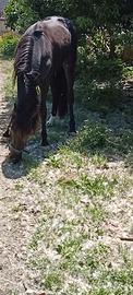 puledro andaluso per frisone 