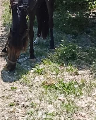 puledro andaluso per frisone 