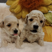 Maltipoo di prima generazione