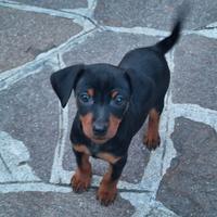 Cucciolo di zwergpinscher con pedigree Enci