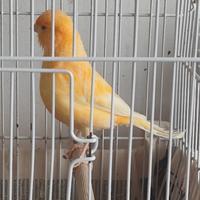 Canarina Femmina Arancione