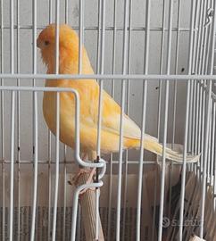 Canarina Femmina Arancione