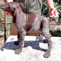 Cuccioli kurzhaar / bracco tedesco