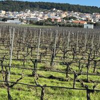 Faggiano terreno agricolo di circa 12 ettari