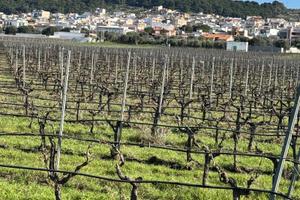 Faggiano terreno agricolo di circa 12 ettari