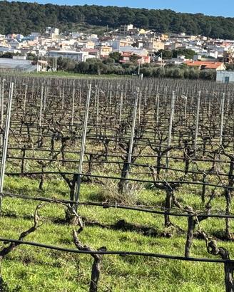 Faggiano terreno agricolo di circa 12 ettari