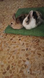 Conigli
