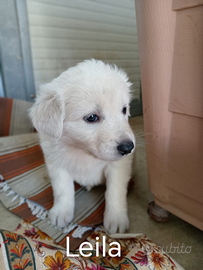 Cuccioli 40-45 giorni