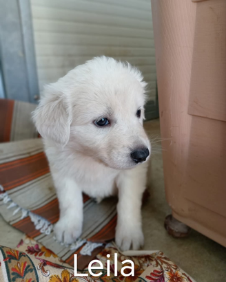 Cuccioli 40-45 giorni