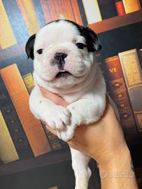 Bulldog francese cuccioli