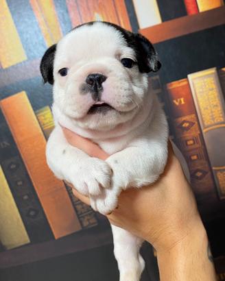 Bulldog francese cuccioli
