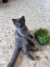 Gattina femmina Scottish Fold
