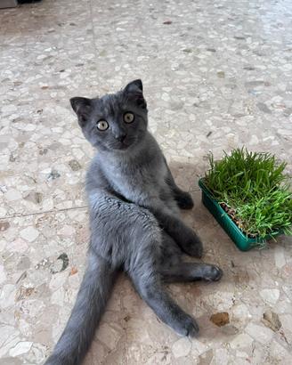Gattina femmina Scottish Fold