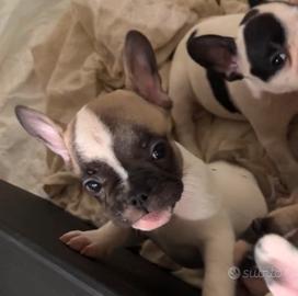 bulldog francese 