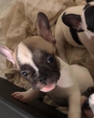 bulldog francese 