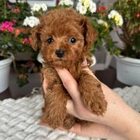 Barboncino toy e mini toy