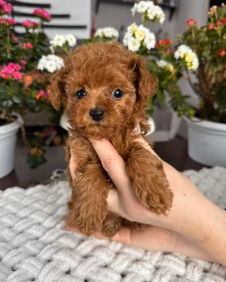 Barboncino toy e mini toy