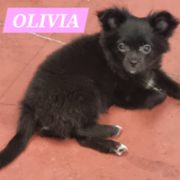 Cucciola chihuahua pelo lungo pedigree enci