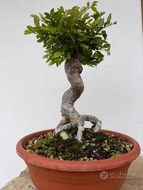 Zelkova  bonsai