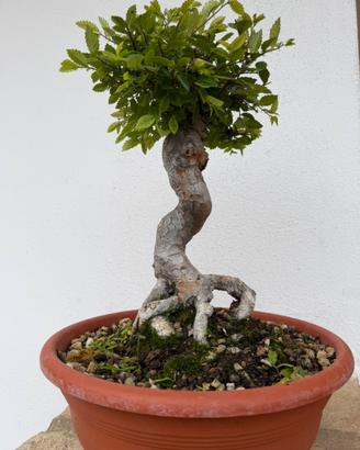 Zelkova  bonsai