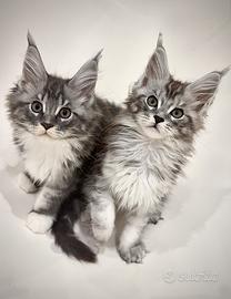 Maine Coon Cuccioli pedigree