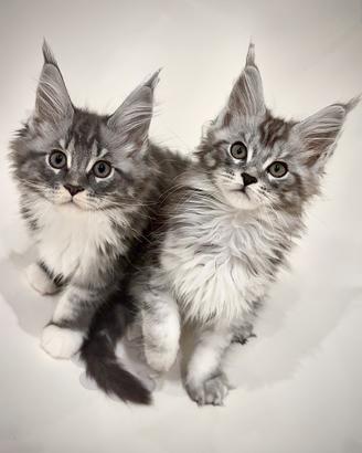 Maine Coon Cuccioli pedigree
