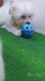 Avanesi bichon bianchi avana