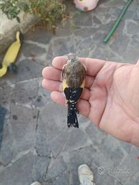 Cardellino