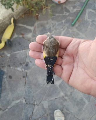 Cardellino