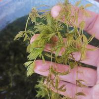 Ceratophyllum Demersum