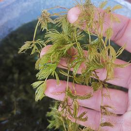 Ceratophyllum Demersum