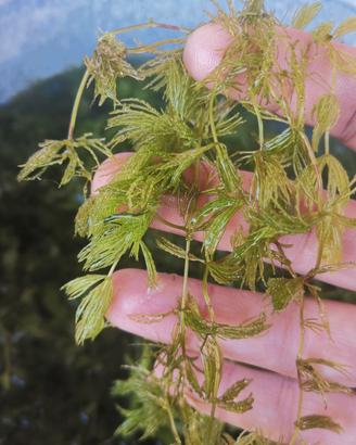 Ceratophyllum Demersum