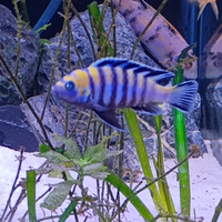 Trio cynotilapia zebra cobue