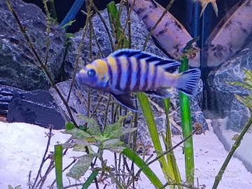 Trio cynotilapia zebra cobue