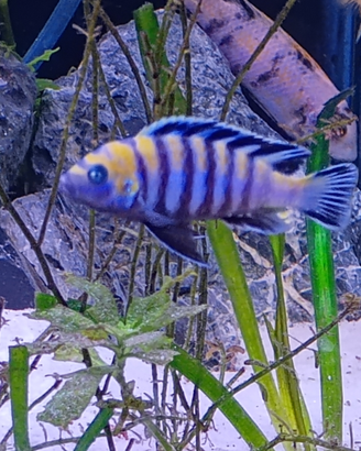 Trio cynotilapia zebra cobue