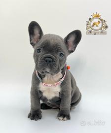Esclusiva Principessina Bulldog Francese Total Blu