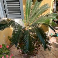 Cycas