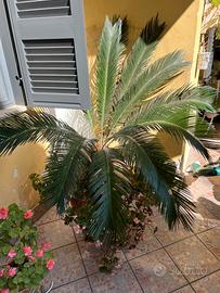 Cycas