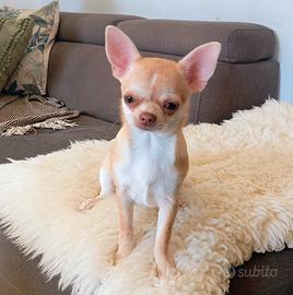Chihuahua femmina con pedigree ENCI