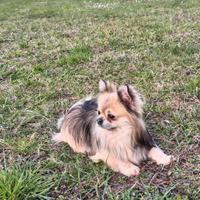 Chihuahua maschio per monta