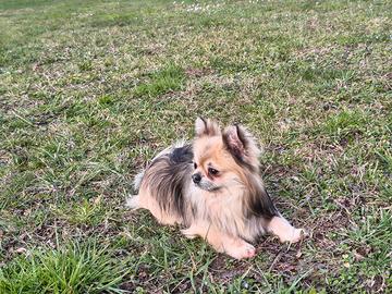 Chihuahua maschio per monta