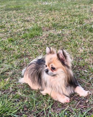 Chihuahua maschio per monta