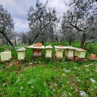 Alveari e sciami d'api