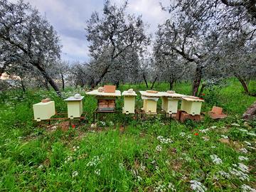 Alveari e sciami d'api