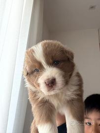 Cuccioli Australian Sheoherd/Pastore Australiano