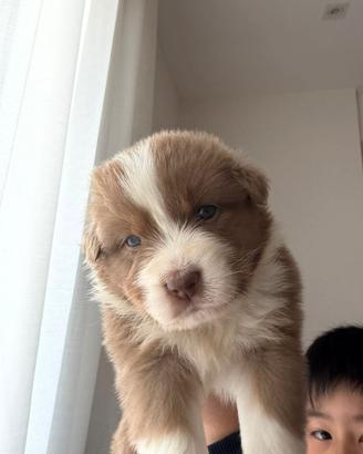 Cuccioli Australian Sheoherd/Pastore Australiano