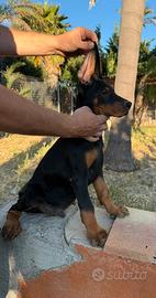 Dobermann