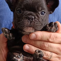 Bulldog bouledogue francese
